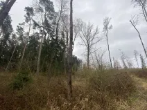 Prodej lesa, Blížejov - Lštění, 7793 m2