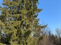 Prodej lesa, Zborov, 6700 m2