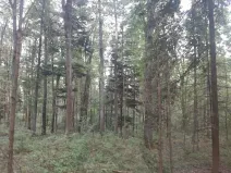 Prodej lesa, Bohuslavice, 11442 m2