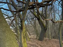 Prodej lesa, Kroměříž, 1674 m2