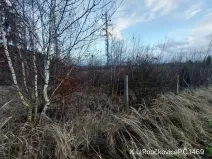 Prodej lesa, Pacov, 10995 m2