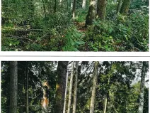 Prodej lesa, Mnich, 1237 m2