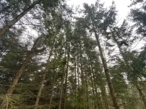 Prodej lesa, Kolinec - Buršice, 5195 m2