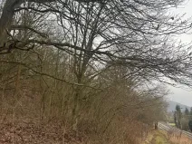 Prodej lesa, Ústí nad Labem, 41840 m2