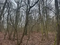 Prodej lesa, Ústí nad Labem, 41840 m2