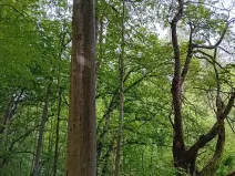 Prodej lesa, Štíty, 18750 m2