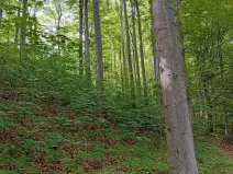 Prodej lesa, Štíty, 18750 m2