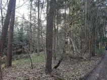 Prodej lesa, Probulov, 3017 m2