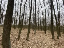 Prodej lesa, Silůvky, 2829 m2