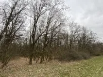 Prodej lesa, Silůvky, 174 m2