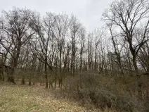 Prodej lesa, Silůvky, 174 m2