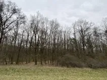 Prodej lesa, Silůvky, 174 m2