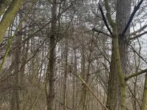 Prodej lesa, Chotiněves, 3854 m2