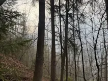 Prodej podílu lesa, Malá Bystřice, 5829 m2