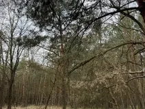 Prodej podílu lesa, Račice, 38354 m2