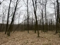 Prodej lesa, Silůvky, 3896 m2