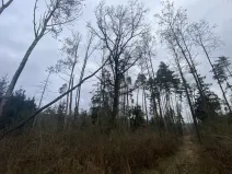 Prodej lesa, Blížejov - Lštění, 4481 m2