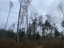 Prodej lesa, Blížejov - Lštění, 4481 m2