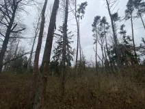 Prodej lesa, Blížejov - Lštění, 4481 m2