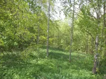 Dražba louky, Líšný, 1958 m2