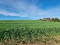 Prodej pole, Rokytnice nad Rokytnou, 25097 m2