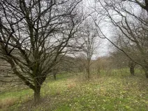 Prodej lesa, Šarovy, 11619 m2