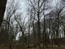 Prodej podílu lesa, Pertoltice, 4226 m2