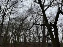 Prodej podílu lesa, Pertoltice, 4226 m2