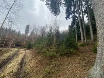 Prodej lesa, Kolinec - Buršice, 3423 m2