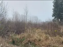 Prodej lesa, Nový Rychnov, 5967 m2