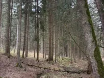 Prodej lesa, Žimutice, 2720 m2