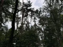 Prodej podílu lesa, Kojice, 4203 m2