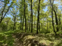 Prodej lesa, Silůvky, 1519 m2