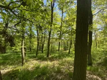 Prodej lesa, Silůvky, 1519 m2