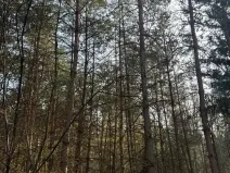 Prodej lesa, Horušice, 9643 m2