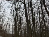 Prodej podílu lesa, Šitbořice, 1075 m2