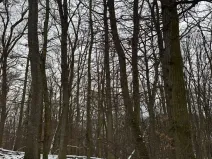 Prodej podílu lesa, Šitbořice, 1075 m2