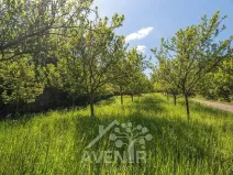 Prodej sadu/vinice, Nedašov, 1282 m2