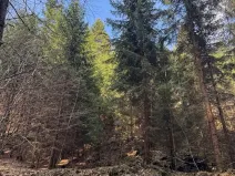 Prodej lesa, Železný Brod, 4901 m2