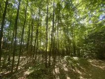 Prodej lesa, Svébohov, 1047 m2