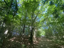 Prodej lesa, Svébohov, 239 m2