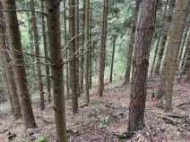 Dražba lesa, Záhoří, 3816 m2