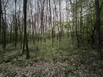 Prodej lesa, Úštěk, 9179 m2