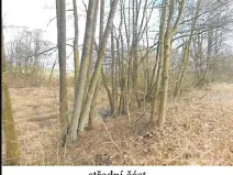 Prodej lesa, Tis, 1692 m2