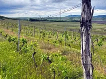 Prodej sadu/vinice, Novosedly, 5537 m2