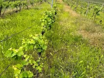 Prodej sadu/vinice, Novosedly, 5537 m2