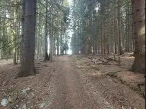 Prodej lesa, Načeradec, 2043 m2