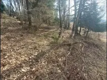 Prodej lesa, Dolní Hořice, 8003 m2