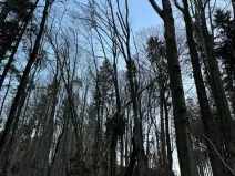 Prodej lesa, Zděchov, 5729 m2