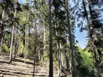 Prodej lesa, Nemile, 3224 m2